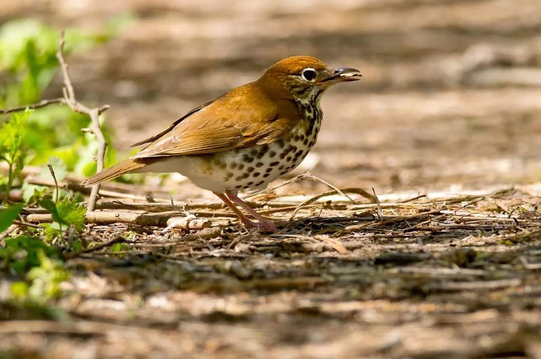 Fun Wood Thrush Facts For Kids | Kidadl