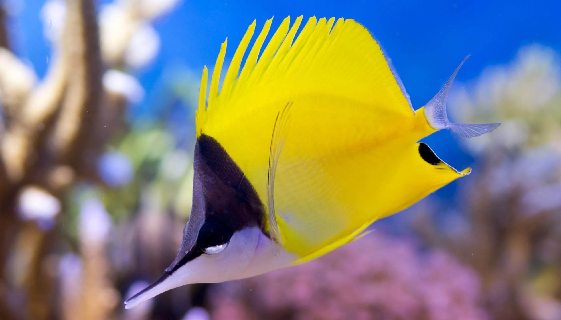 Fun Longnose Butterflyfish Facts For Kids 