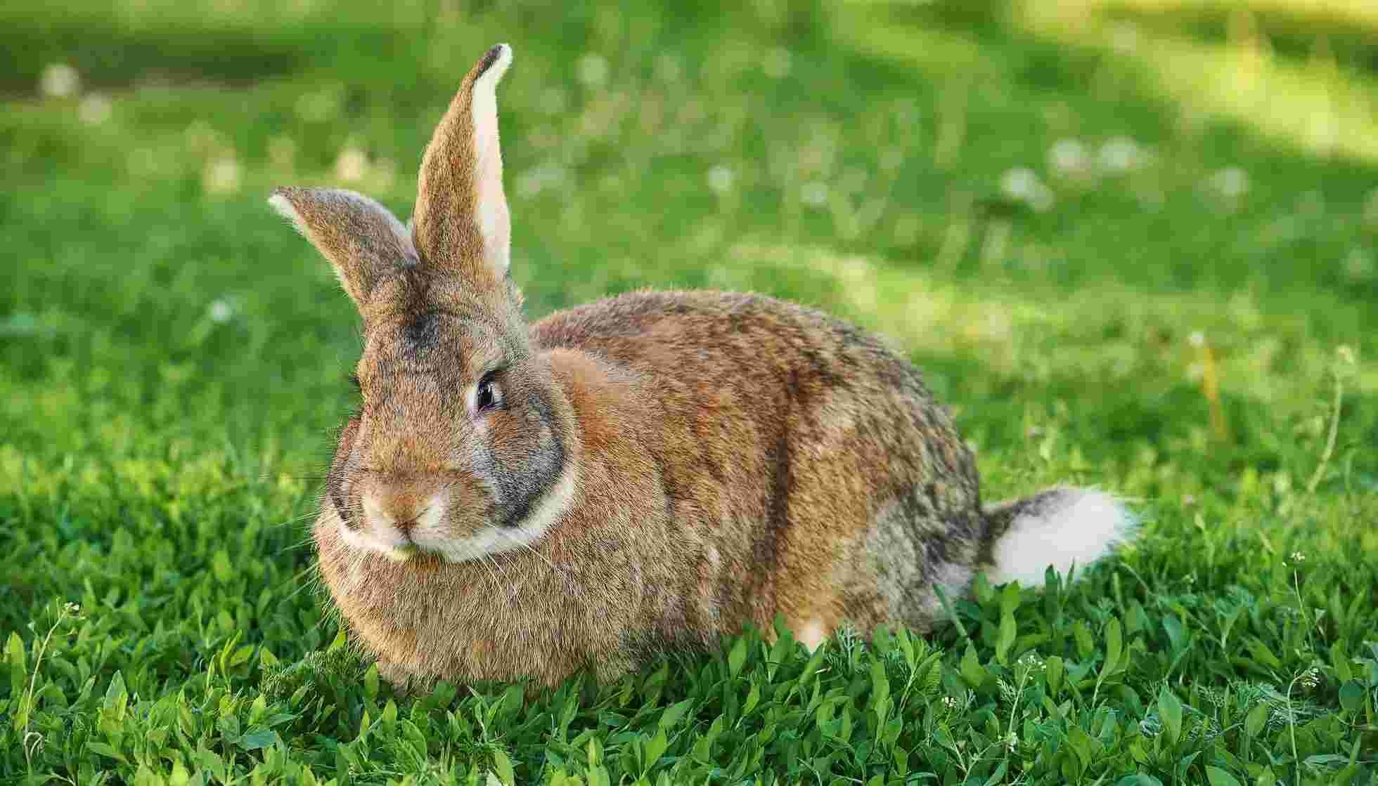 Fun Flemish Giant Rabbit Facts For Kids Kidadl