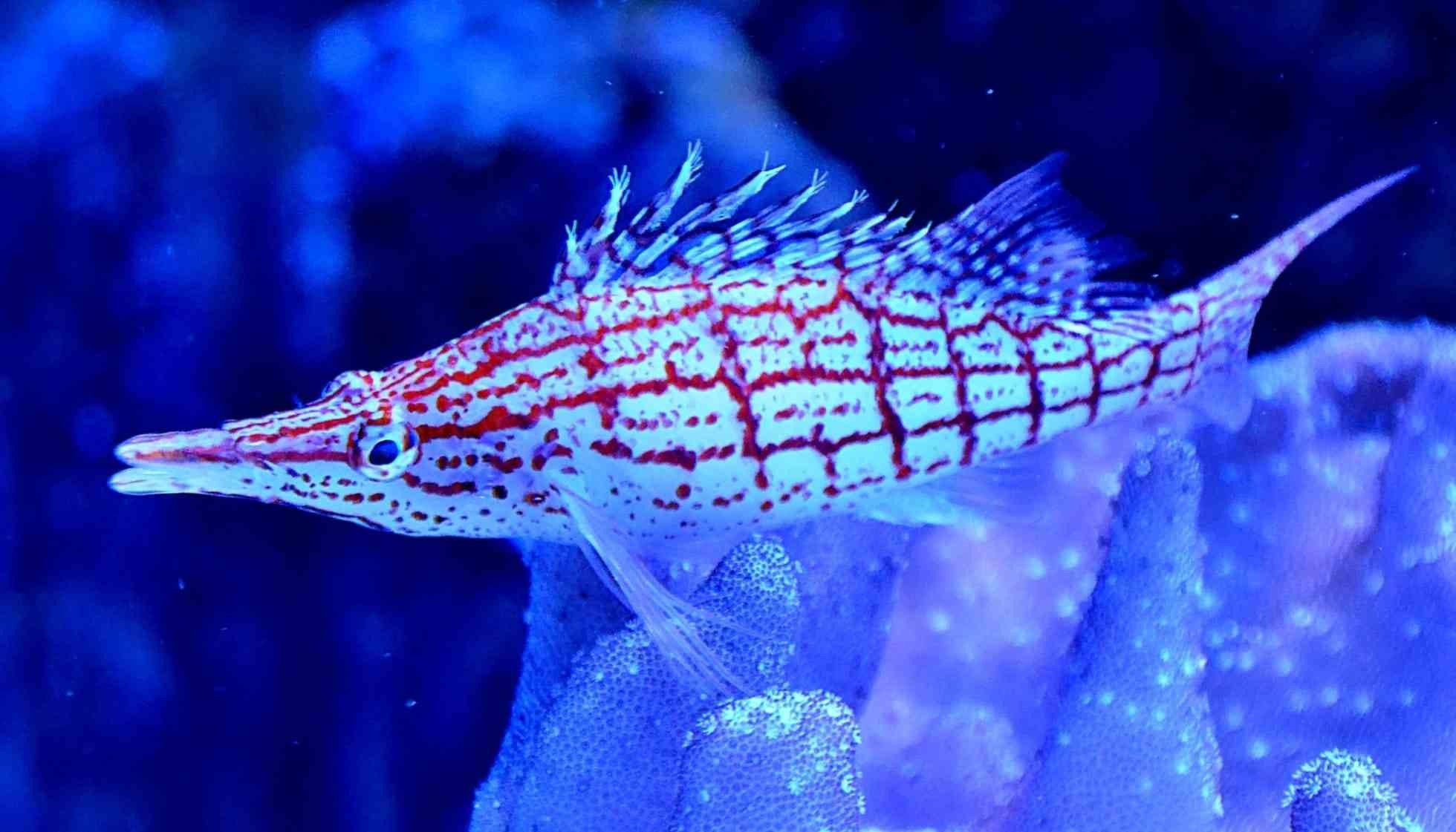 Fun Longnose Hawkfish Facts For Kids | Kidadl