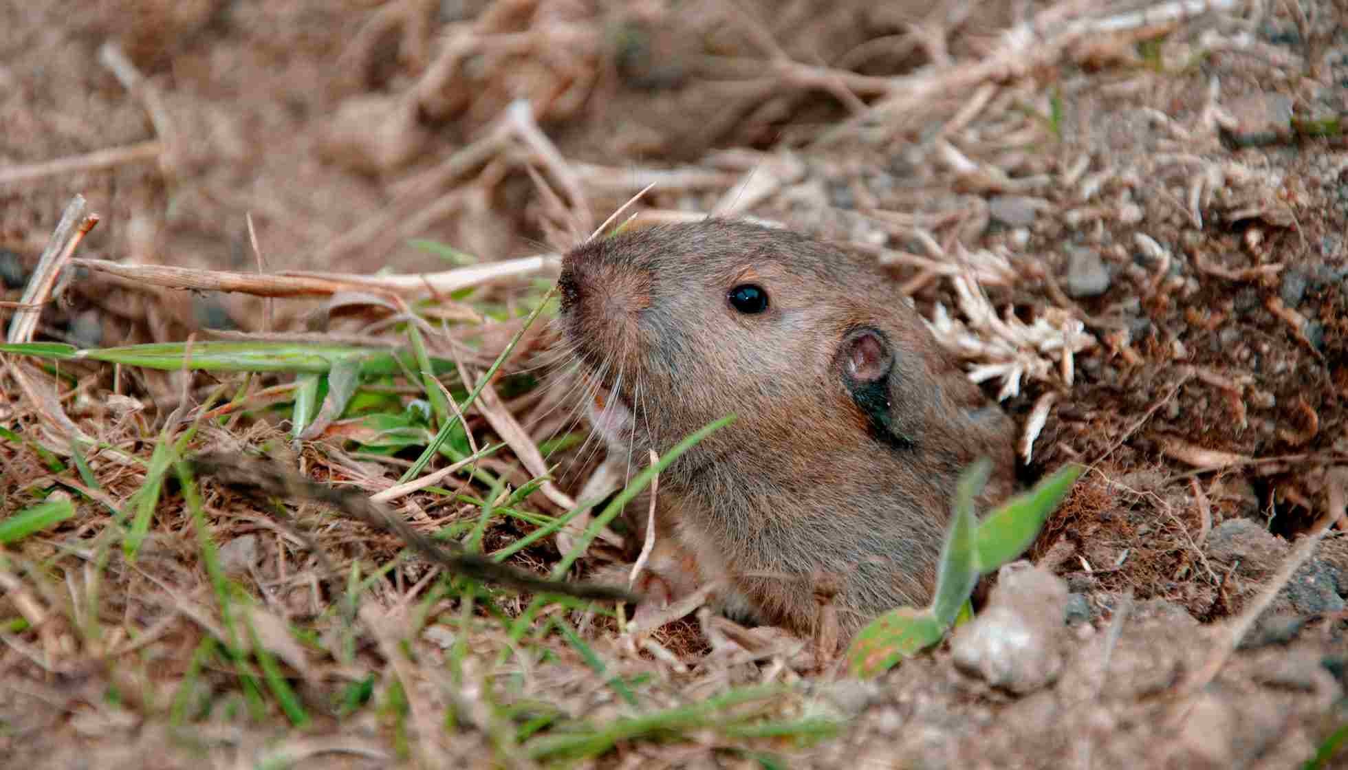 Fun Pocket Gopher Facts For Kids | Kidadl