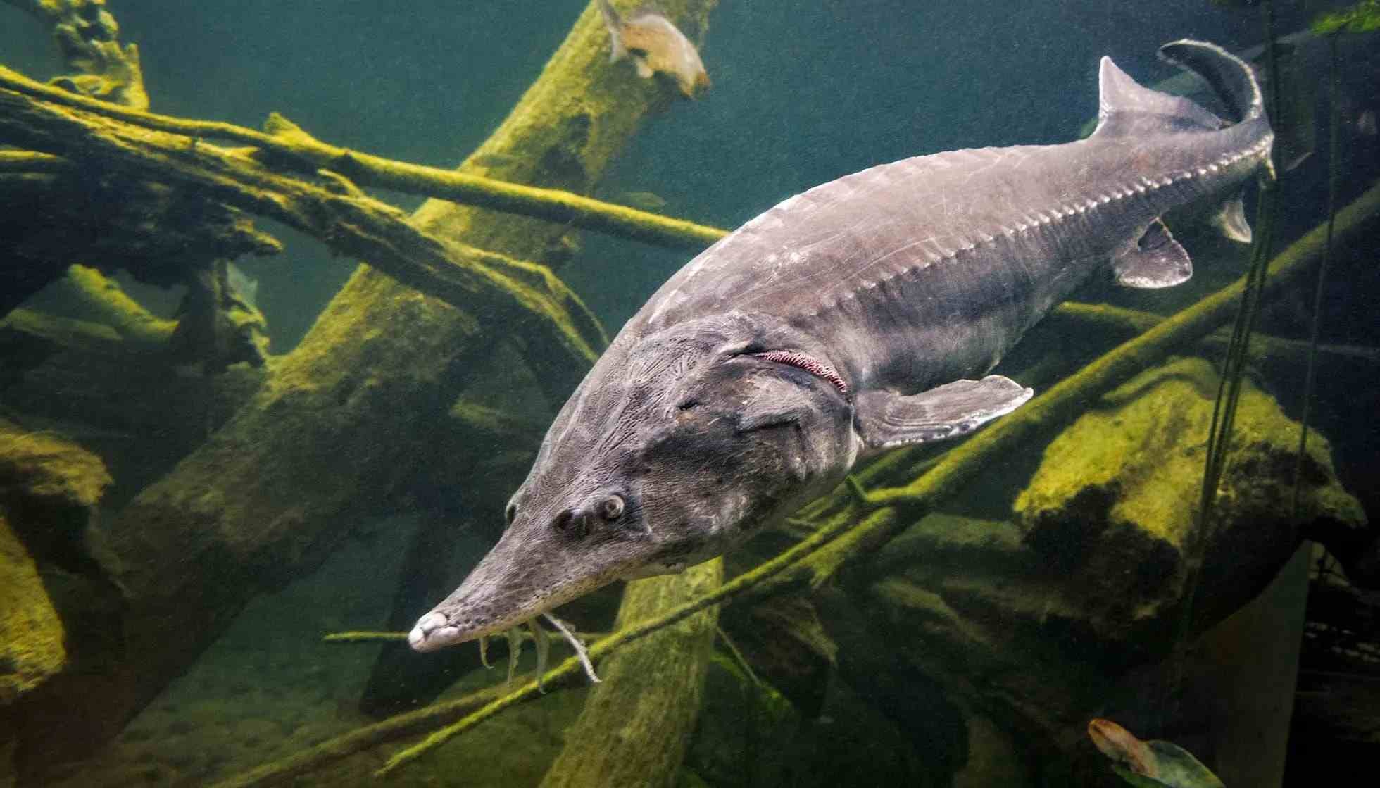 Fun Beluga Sturgeon Facts For Kids | Kidadl