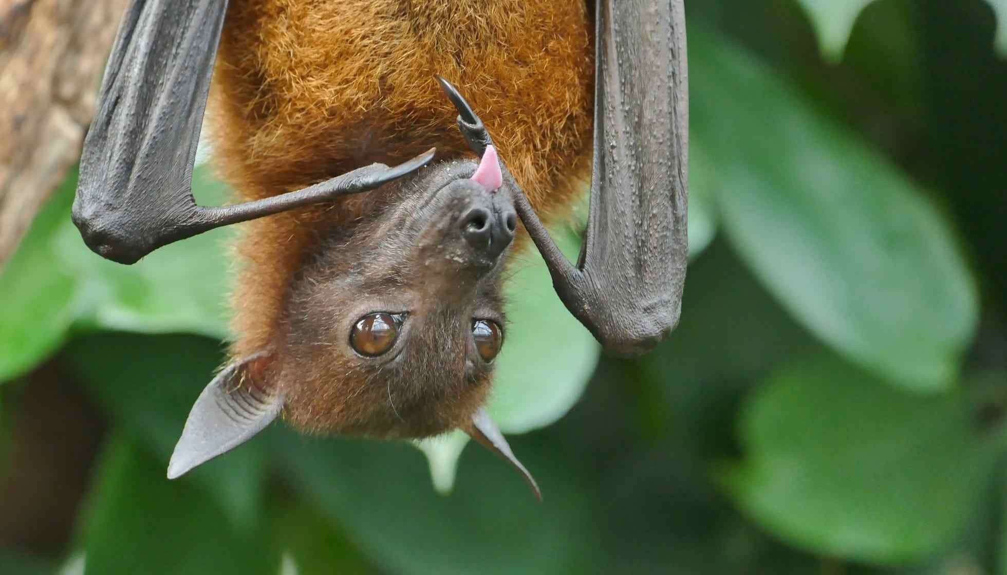 Fun Big Brown Bat Facts For Kids | Kidadl