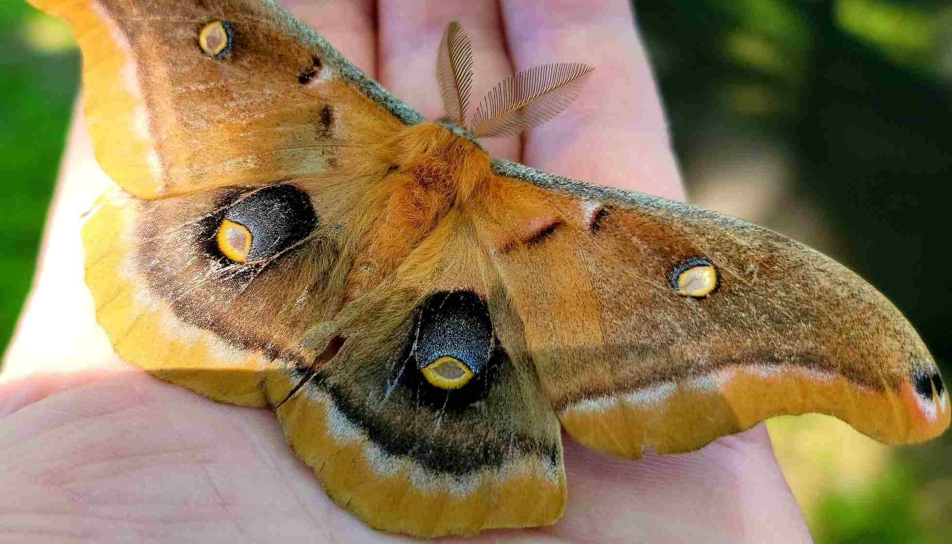 Fun Polyphemus Moth Facts For Kids Kidadl