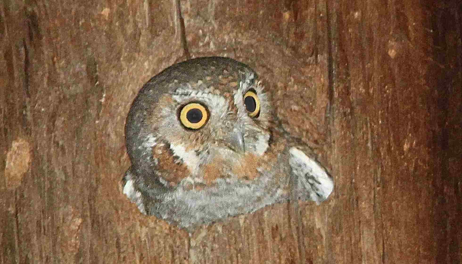 Fun Elf Owl Facts For Kids | Kidadl