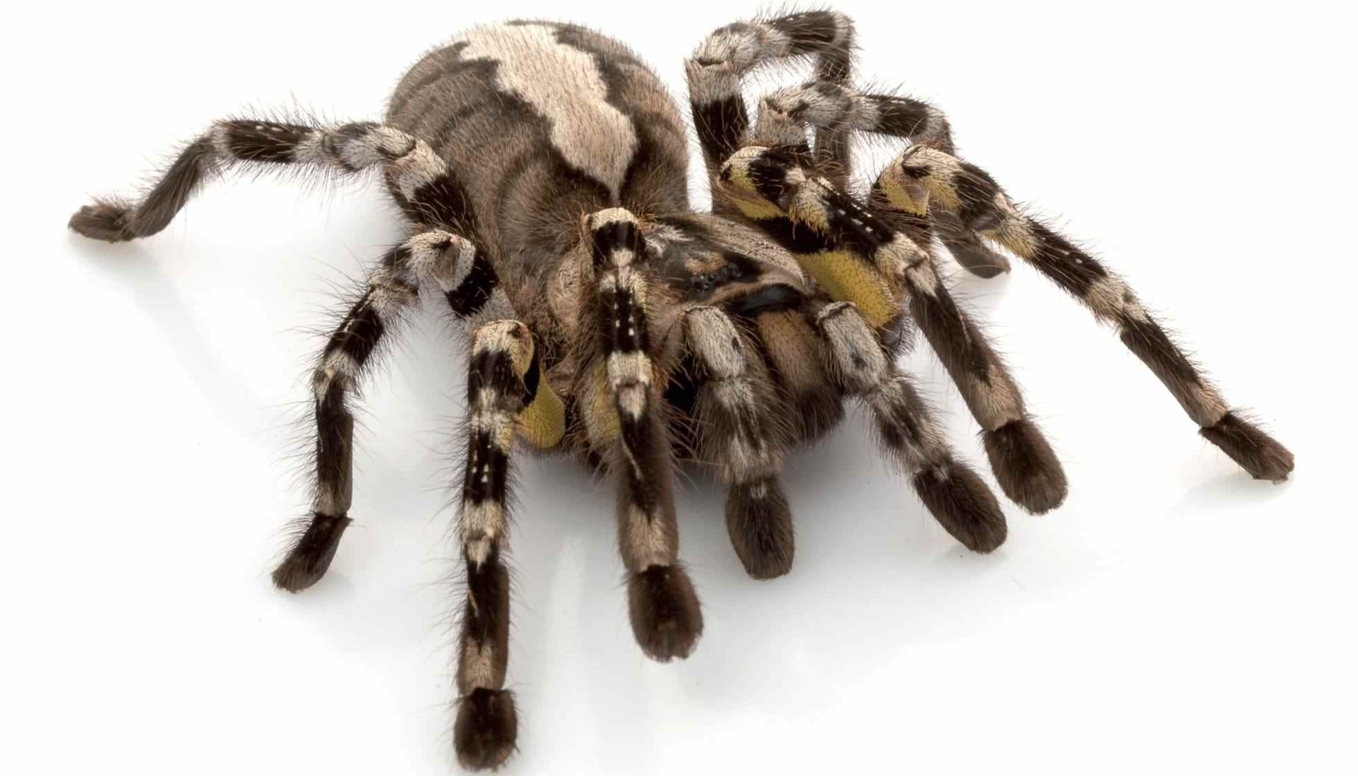 Fun Indian Ornamental Tarantula Facts For Kids | Kidadl