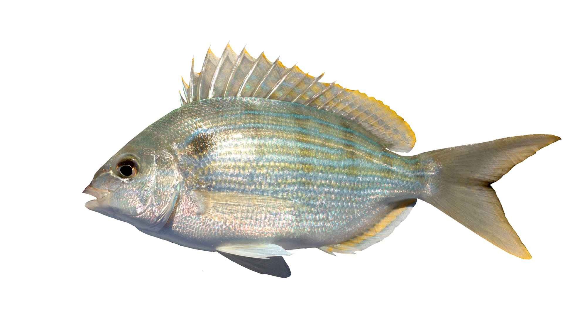 Fun Pinfish Facts For Kids Kidadl