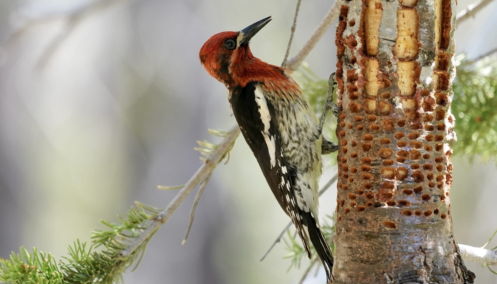 Fun Red-breasted Sapsucker Facts For Kids | Kidadl