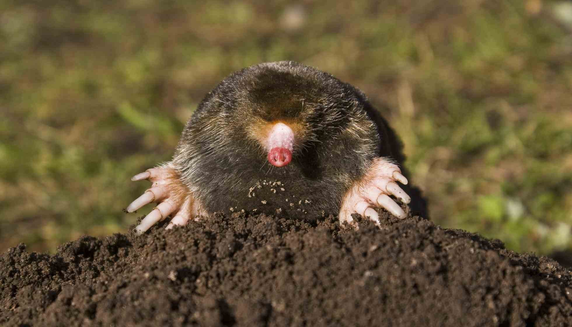 Fun Mole Facts For Kids | Kidadl