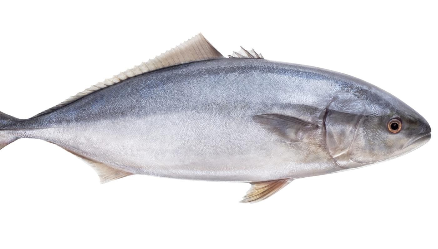 Fun White Tuna Facts For Kids Kidadl