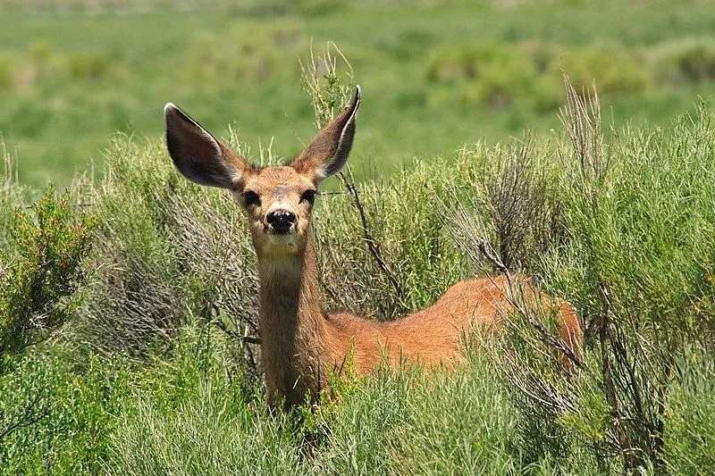 Fun Cedros Island Mule Deer Facts For Kids Kidadl Fun Cedros Island Mule Deer Facts For Kids Kidadl
