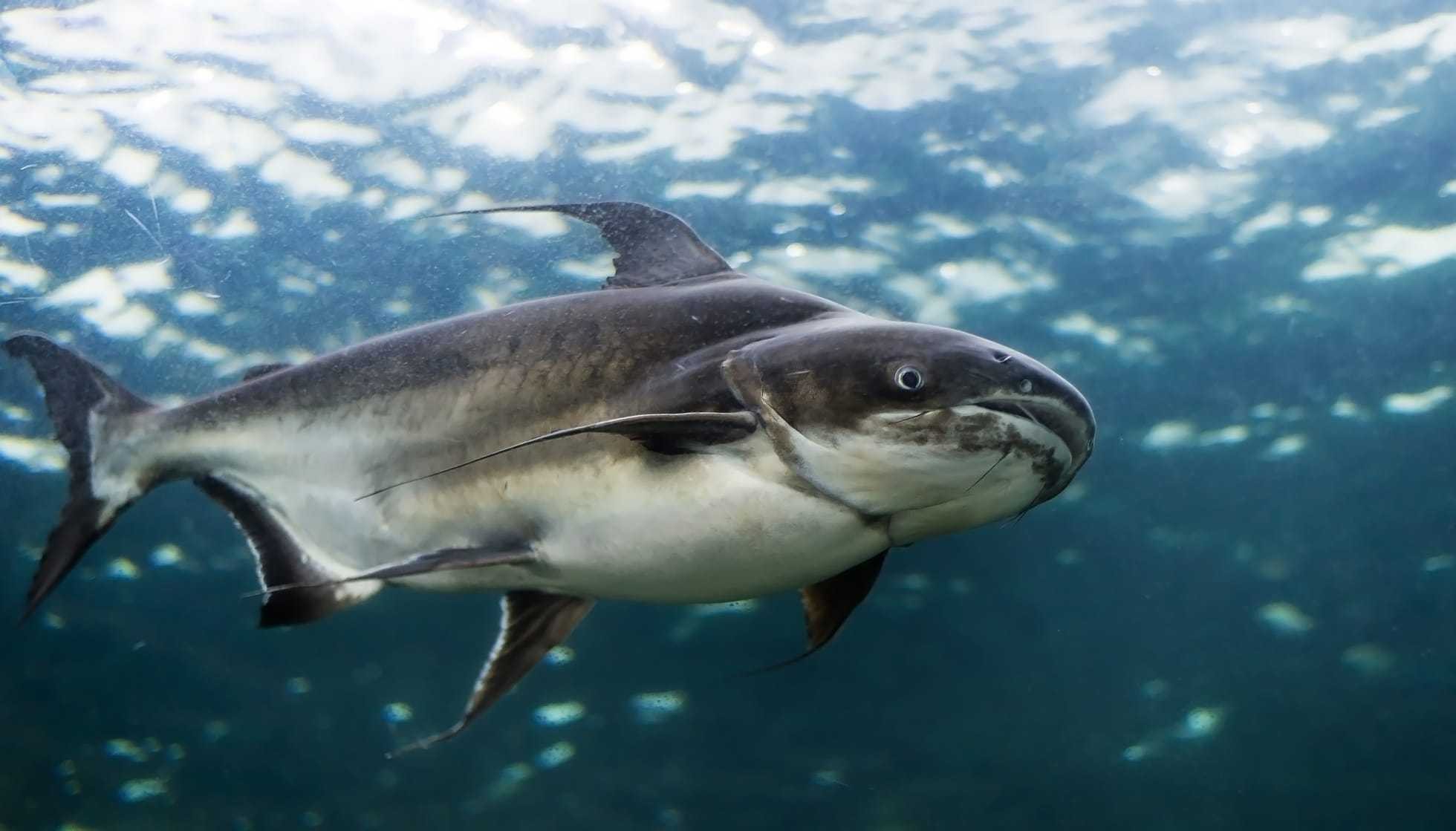 Fun Mekong Giant Catfish Facts For Kids Kidadl