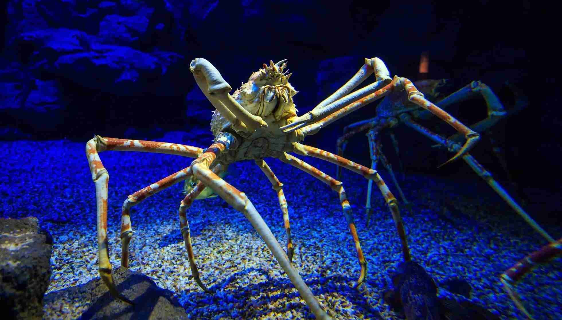 Fun Japanese Spider Crab Facts For Kids | Kidadl