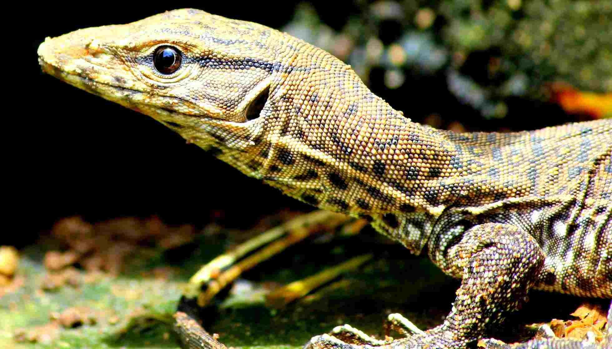 Fun Monitor Lizard Facts For Kids | Kidadl