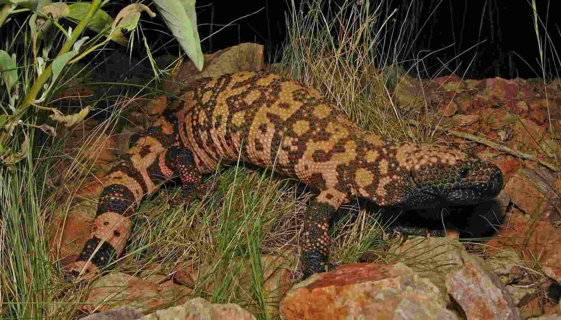 Fun Gila Monster Facts For Kids | Kidadl