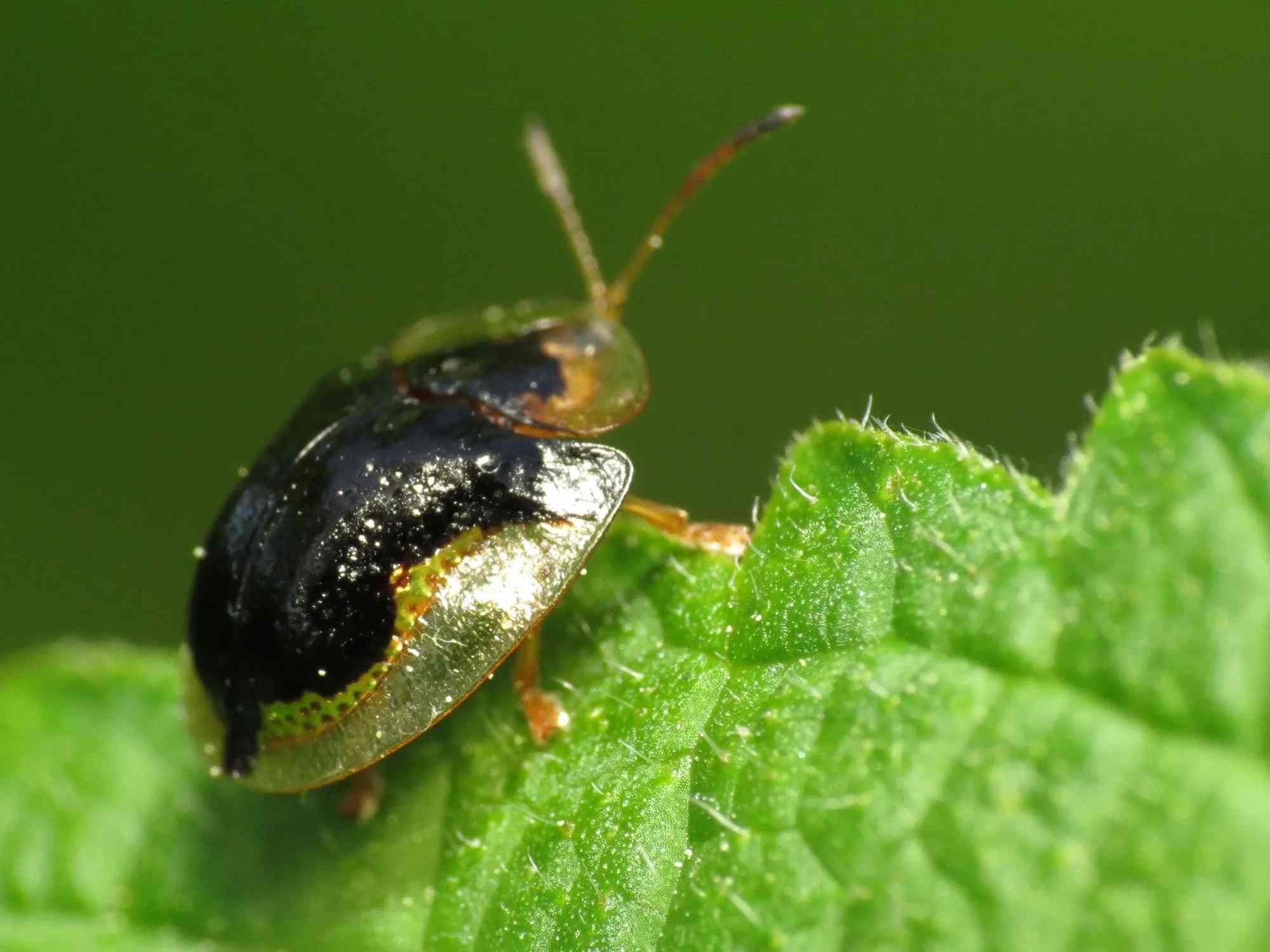 Fun Mottled Tortoise Beetle Facts For Kids | Kidadl