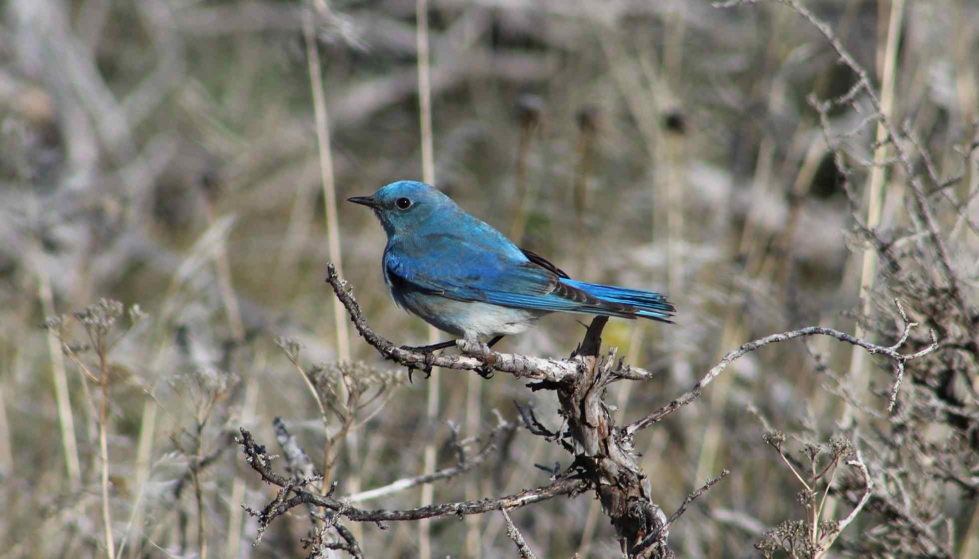 Fun Mountain Bluebird Facts For Kids | Kidadl