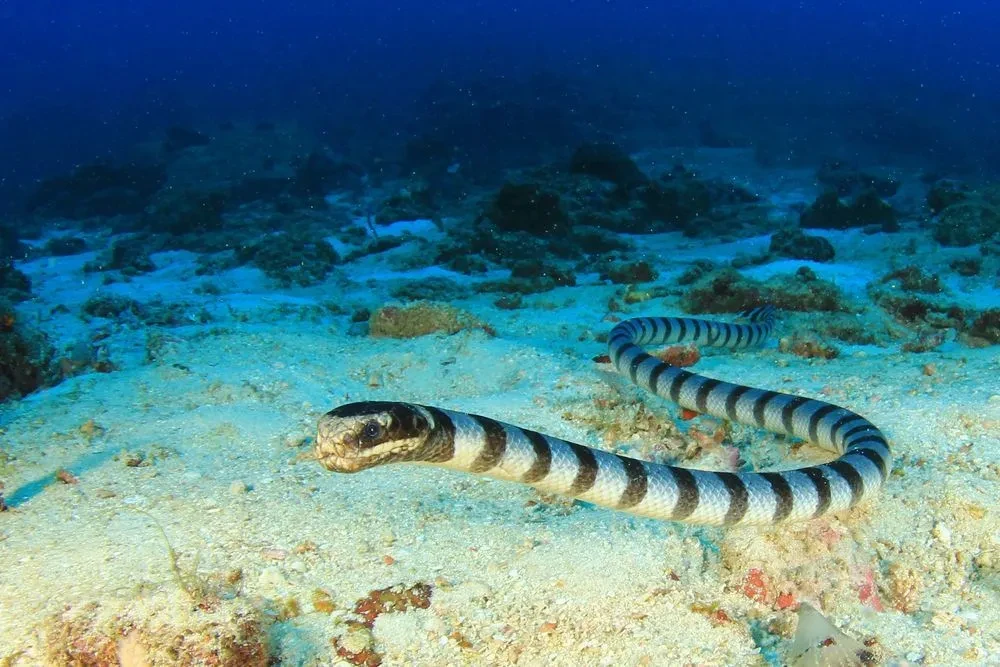 Fun Turtle-headed Sea Snake Facts For Kids | Kidadl