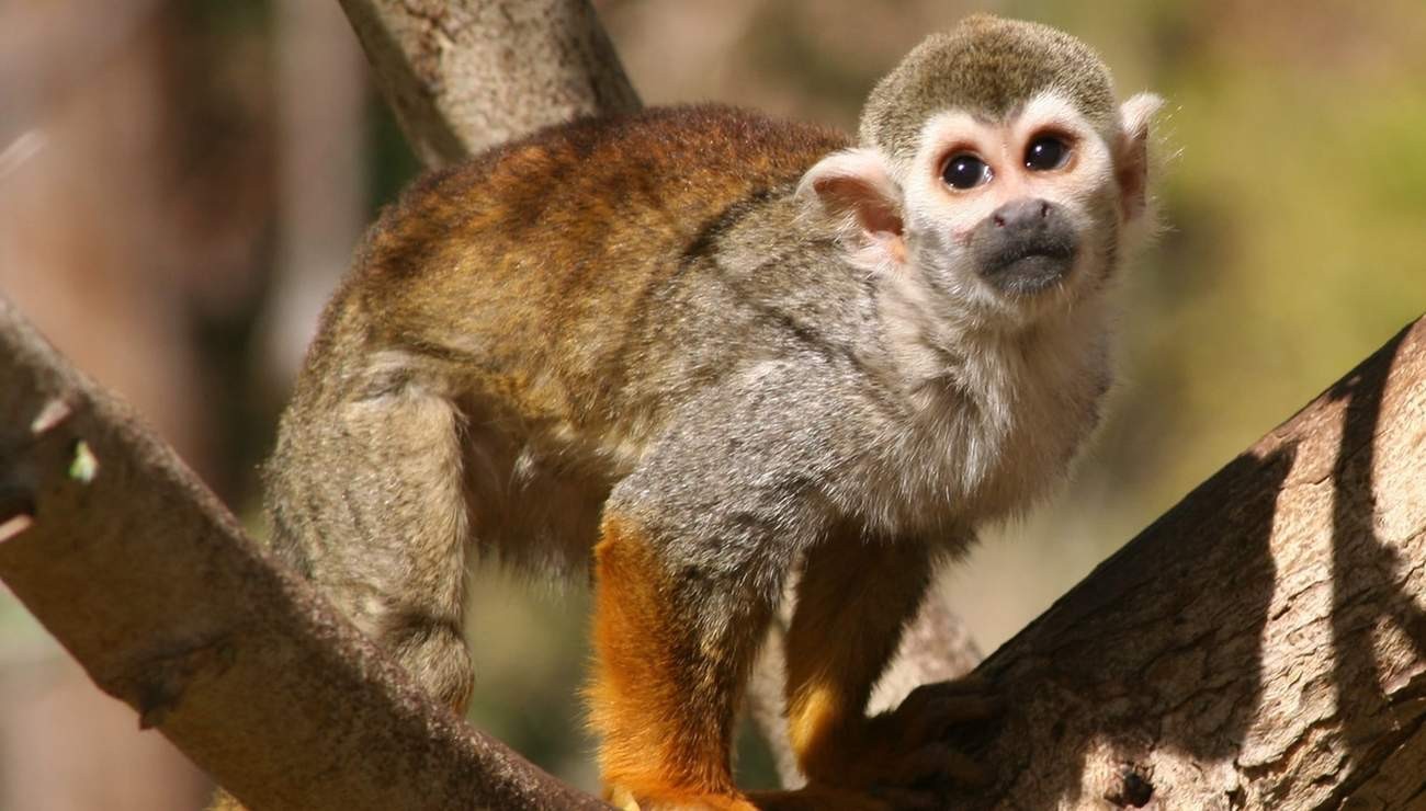 Fun Squirrel Monkeys Facts For Kids Kidadl