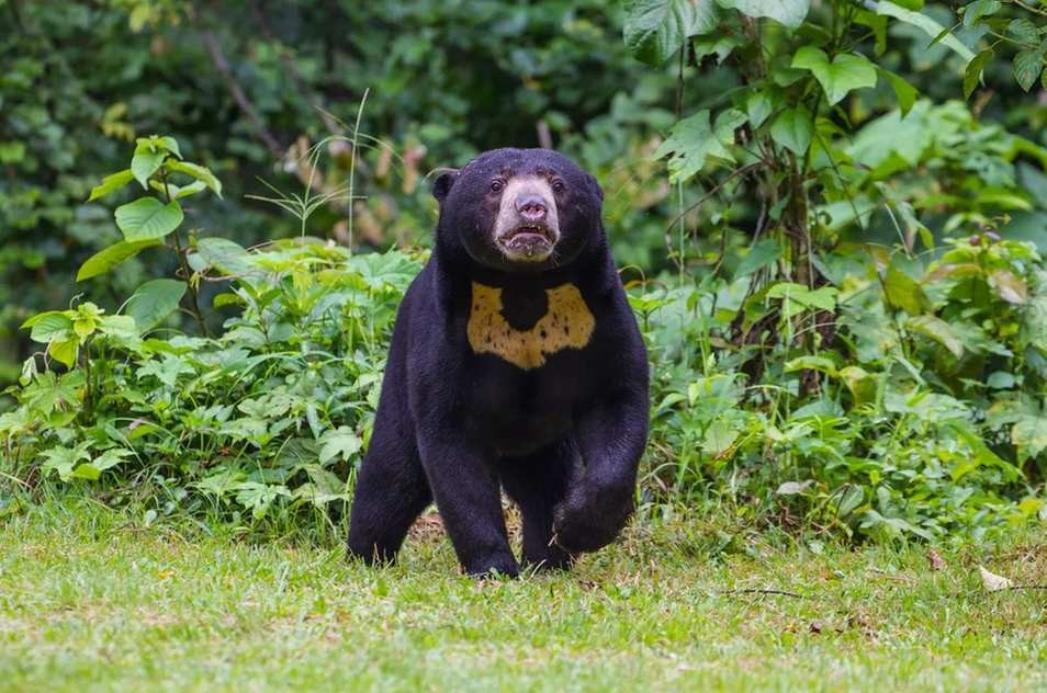 Fun Sun Bear Facts For Kids | Kidadl