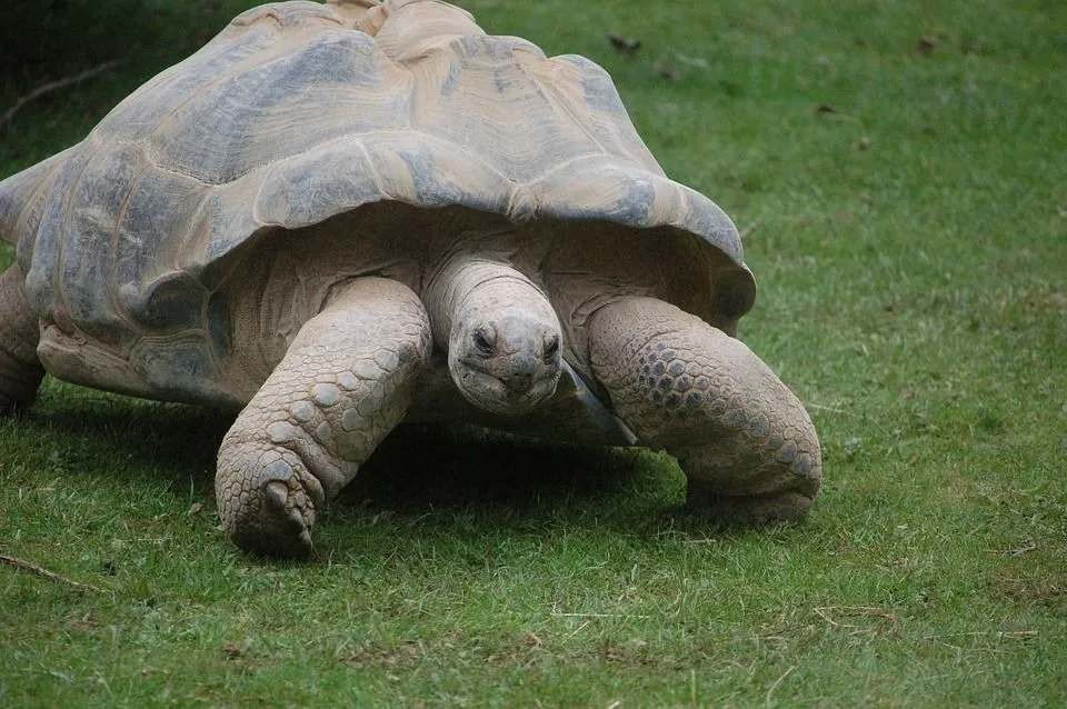 Fun Galápagos Tortoise Facts For Kids | Kidadl