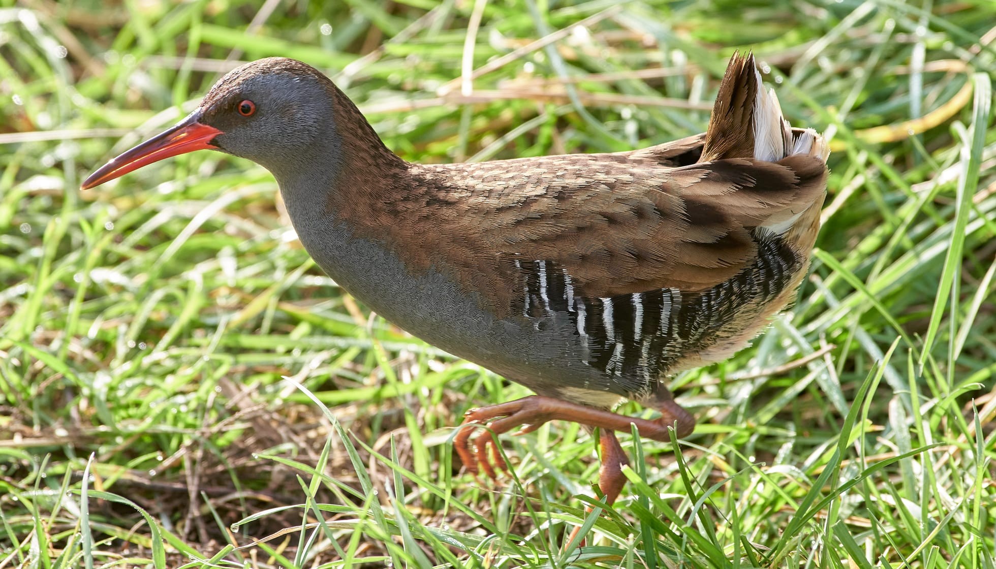 Fun Rail Bird Facts For Kids | Kidadl