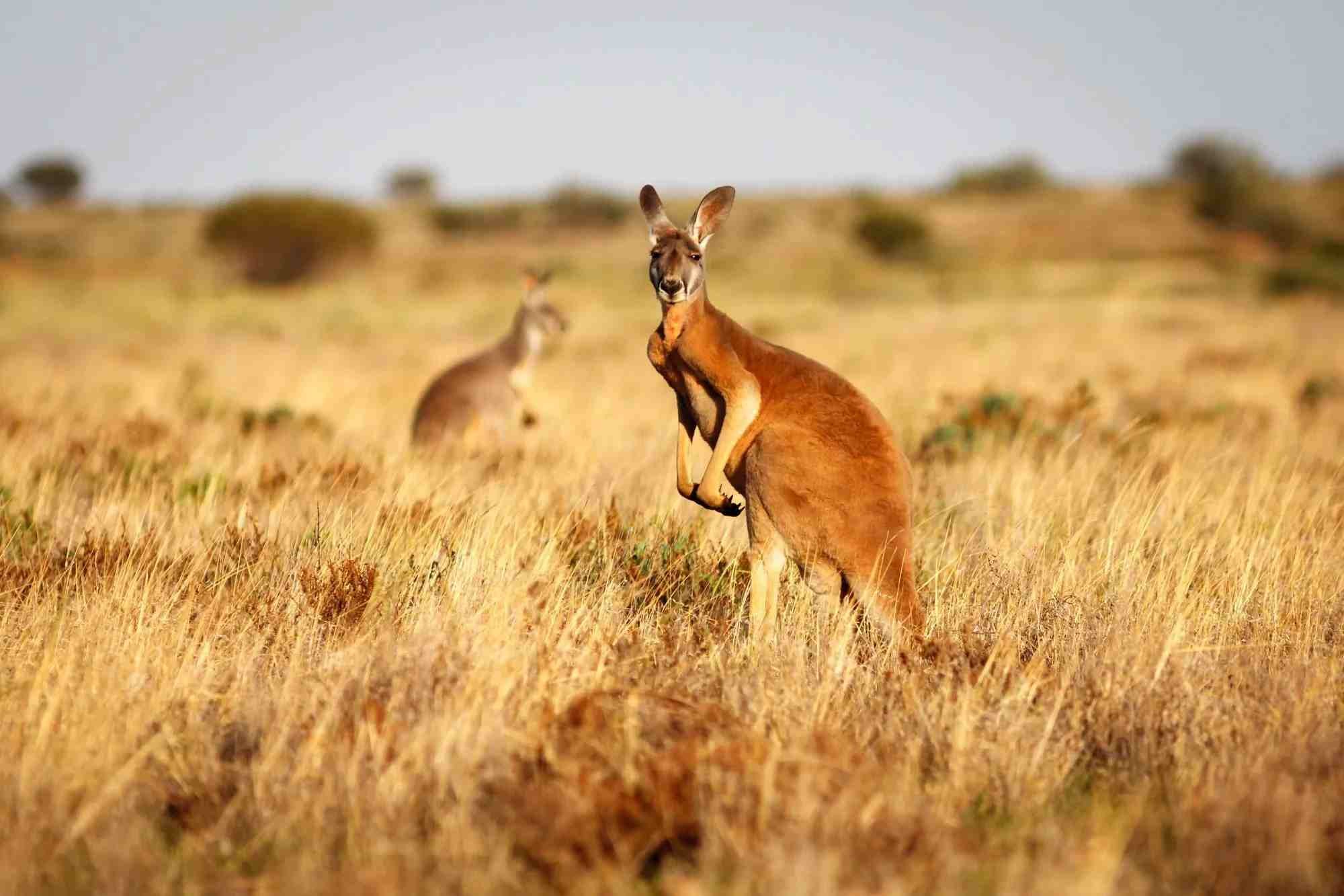 Fun Kangaroo And Wallaby Facts For Kids | Kidadl