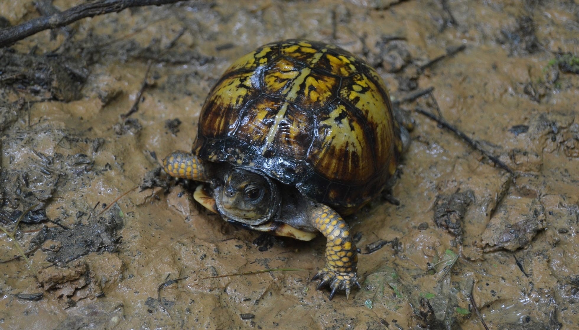 Fun Eastern Mud Turtle Facts For Kids | Kidadl