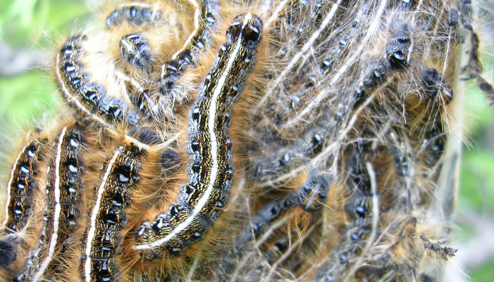 Fun Eastern Tent Caterpillars Facts For Kids Kidadl