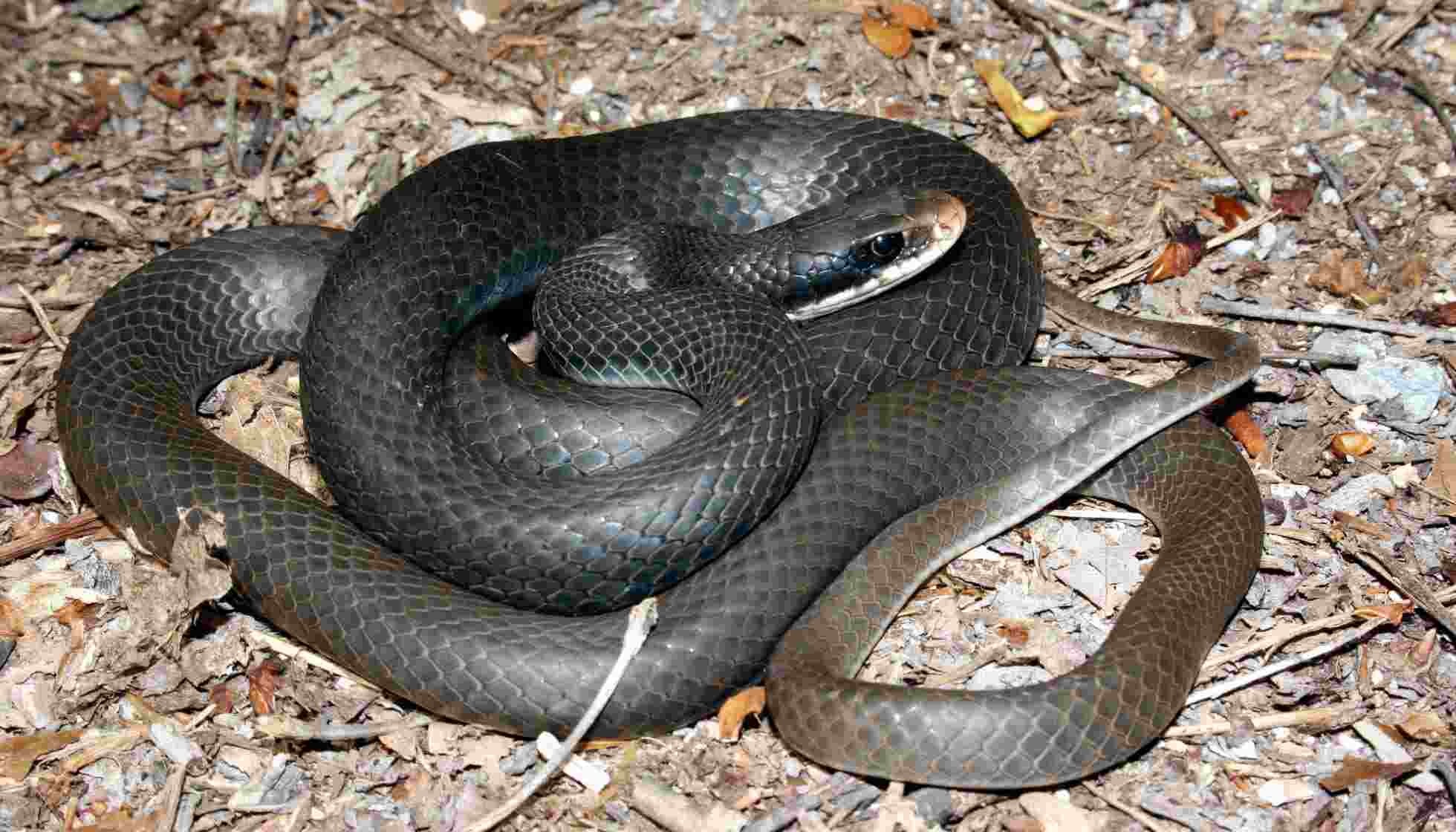 Fun Black Racer Snake Facts For Kids 