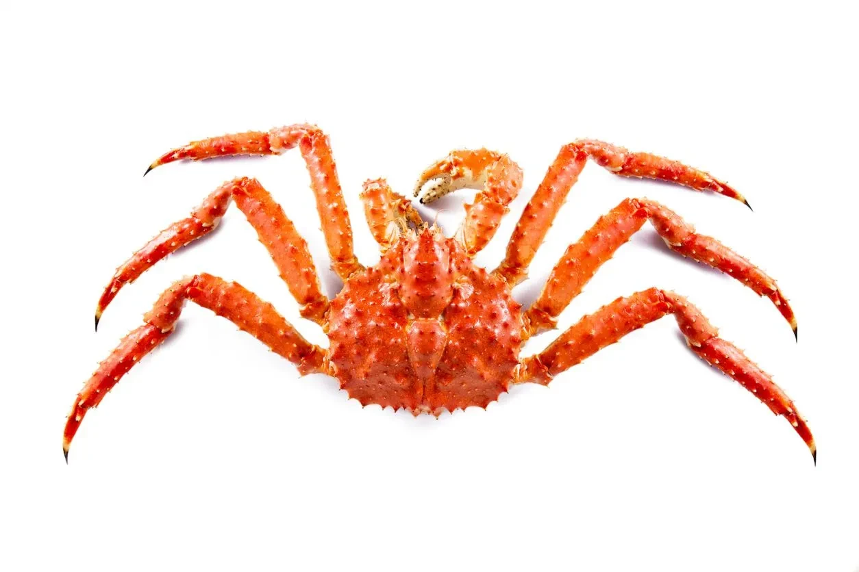 Fun King Crab Facts For Kids | Kidadl