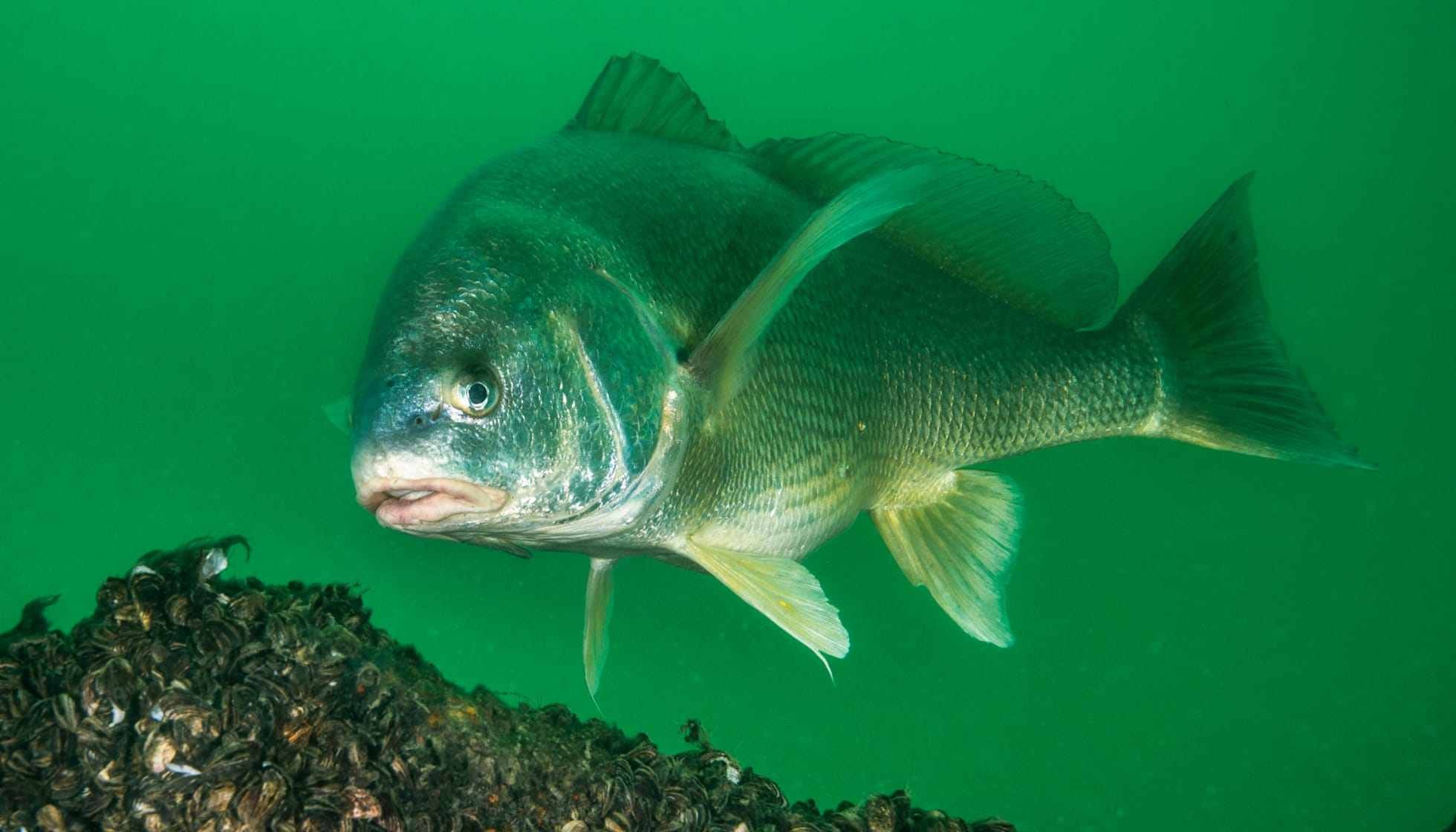 Fun Freshwater Drum Facts For Kids Kidadl