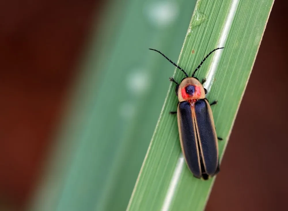 lightning-bugs