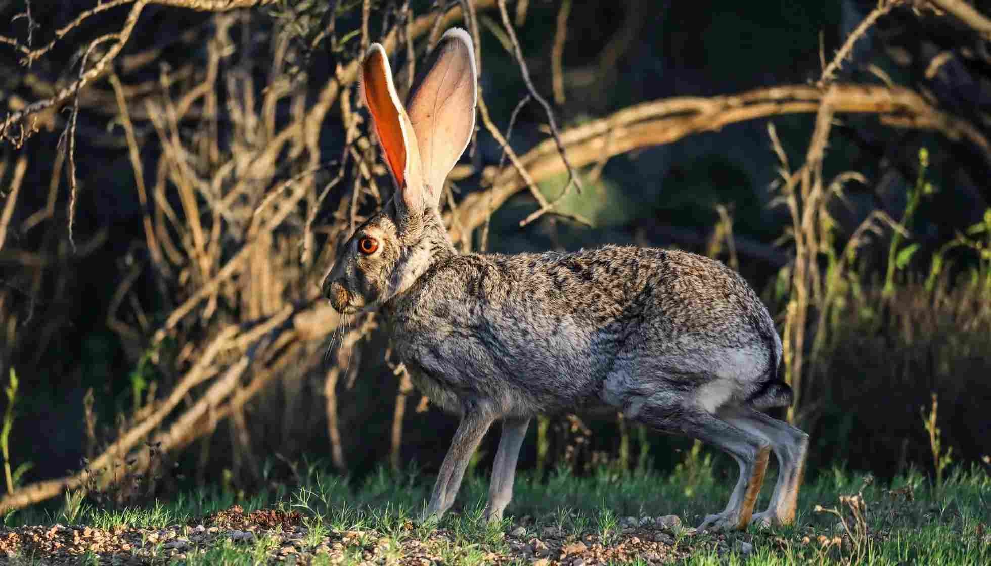 Fun Blacktailed Jackrabbit Facts For Kids Kidadl
