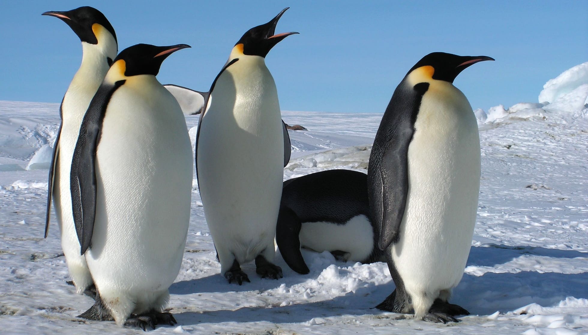 Fun Emperor Penguin Facts For Kids | Kidadl