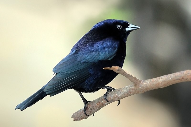 Fun Shiny Cowbird Facts For Kids | Kidadl