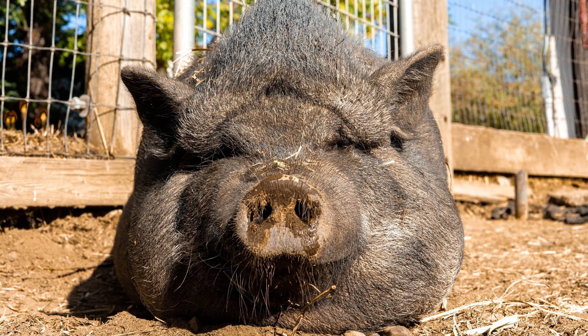 Fun Pot Belly Pig Facts For Kids Kidadl