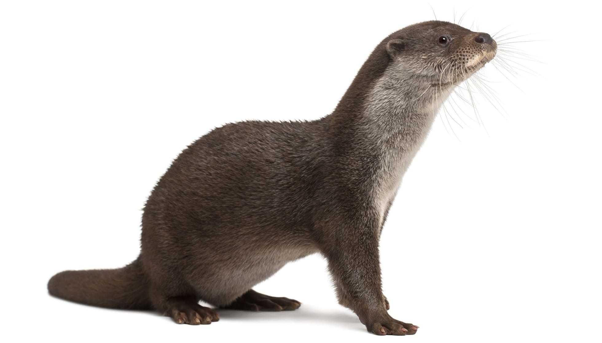 Fun Eurasian Otter Facts For Kids | Kidadl