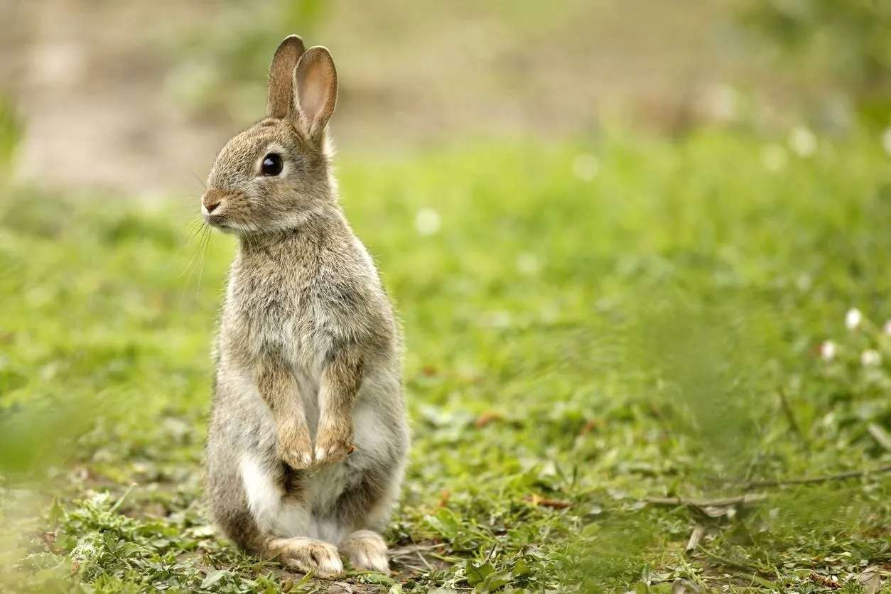 Fun European Rabbit Facts For Kids Kidadl