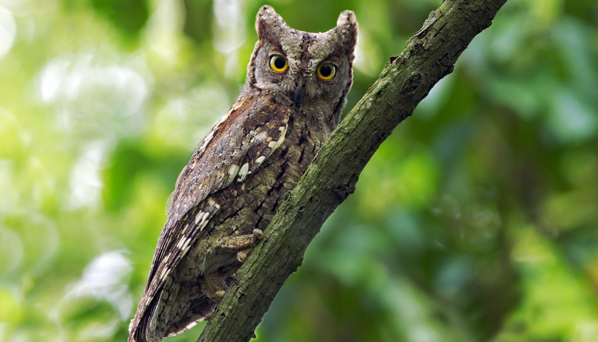 Fun Eurasian Scops Owl Facts For Kids | Kidadl