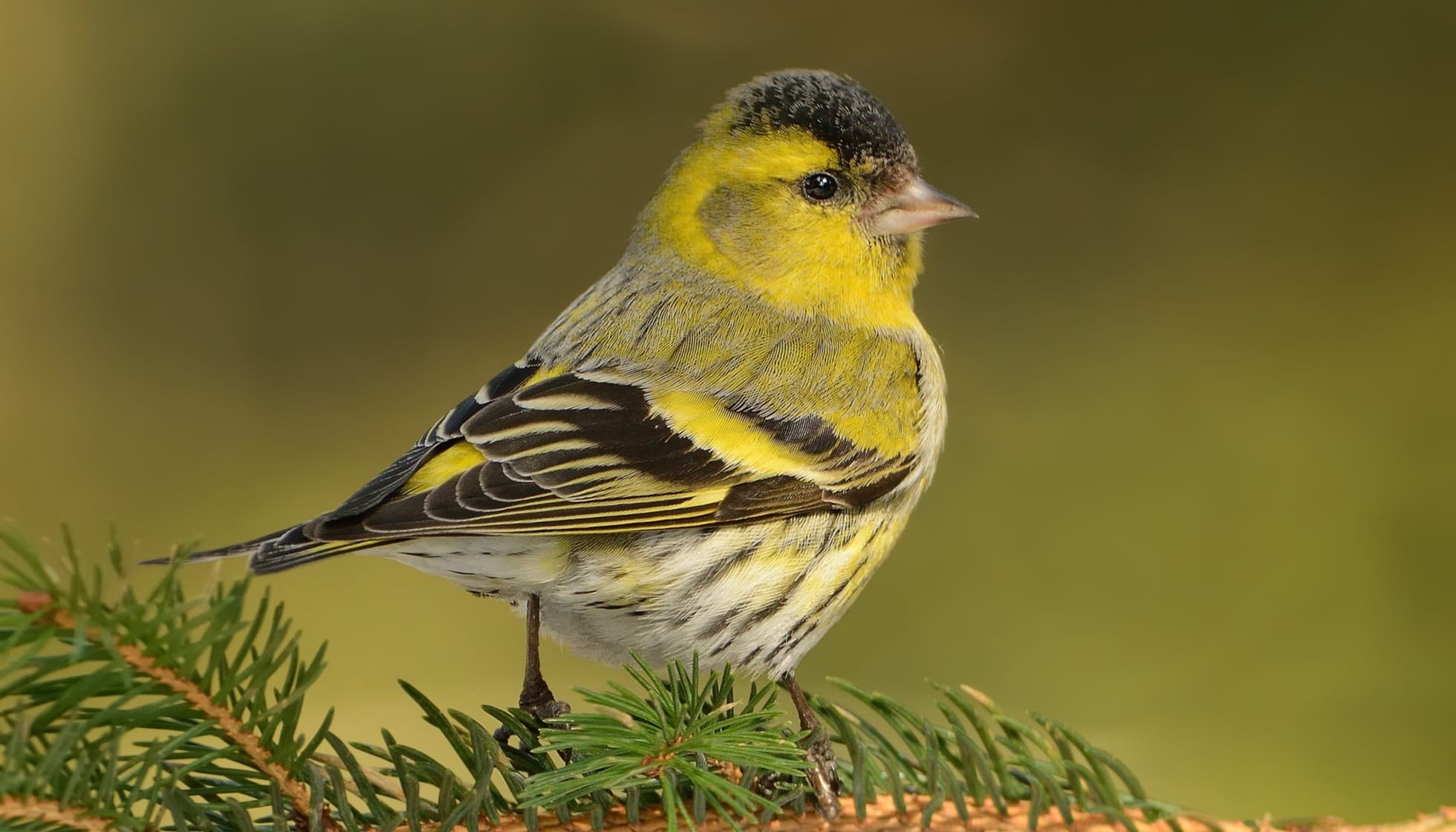 Fun Eurasian Siskin Facts For Kids | Kidadl