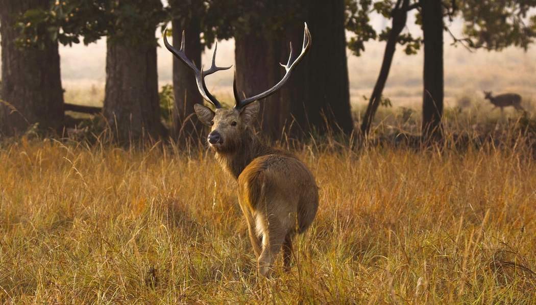 Fun Swamp Deer Facts For Kids Kidadl