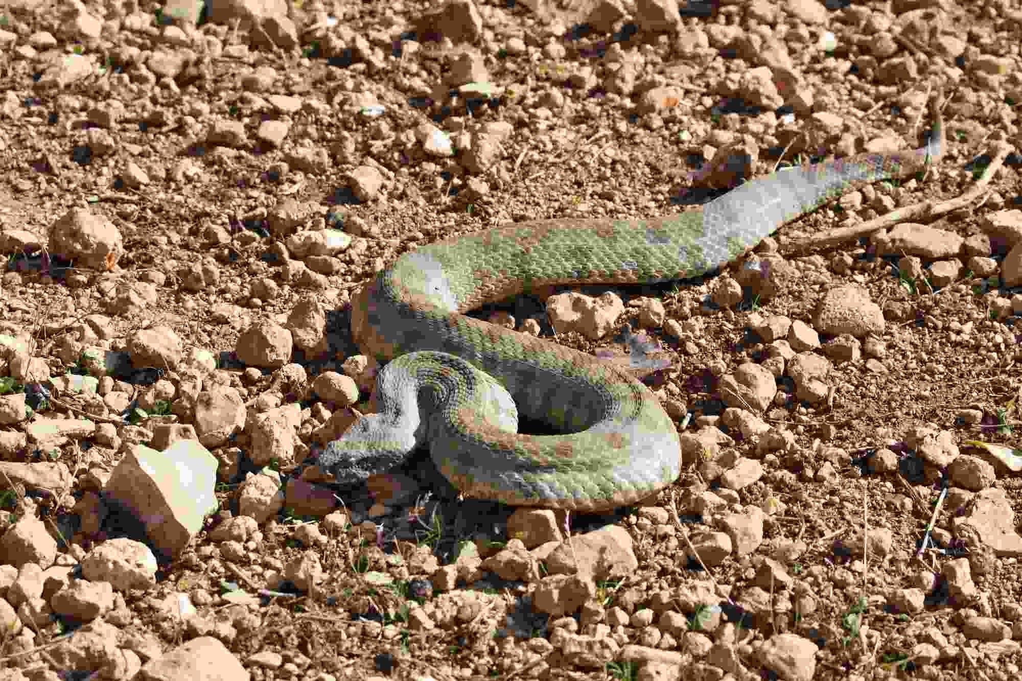 Fun Levantine Viper Facts For Kids | Kidadl