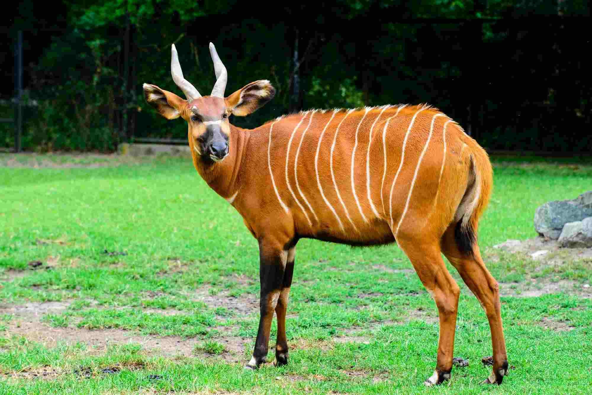 Fun Mountain Bongo Facts For Kids | Kidadl