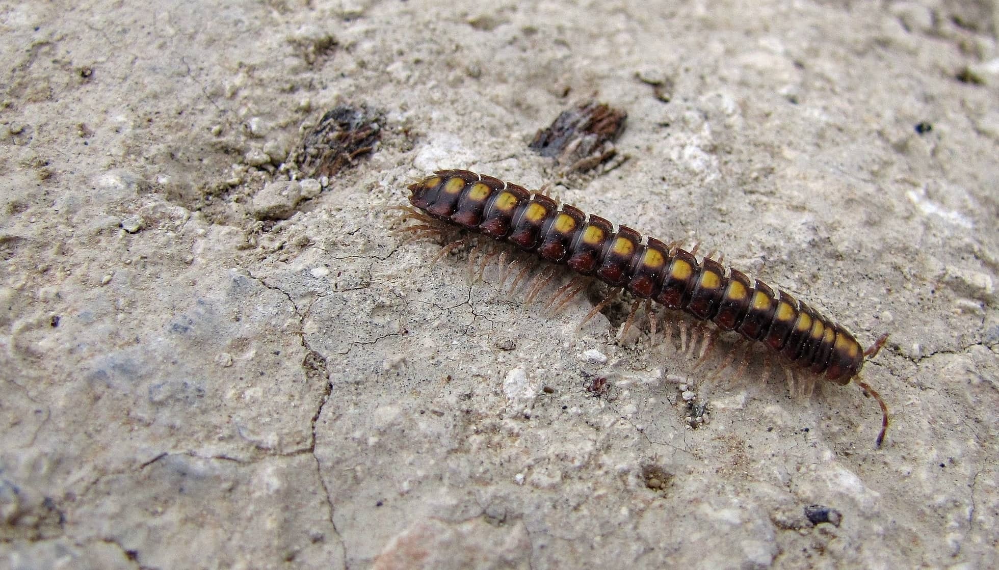 Fun Flatbacked Millipede Facts For Kids Kidadl