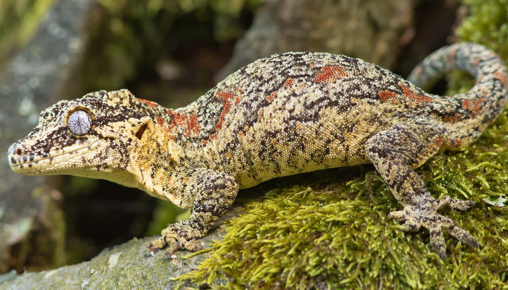 Fun Gargoyle Gecko Facts For Kids | Kidadl