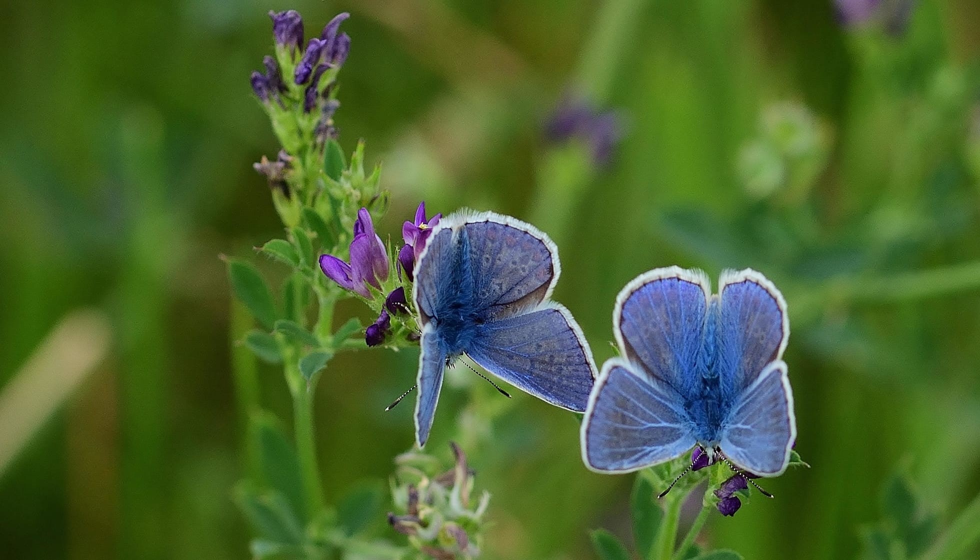 Fun Palos Verdes Blue Butterfly Facts For Kids Kidadl