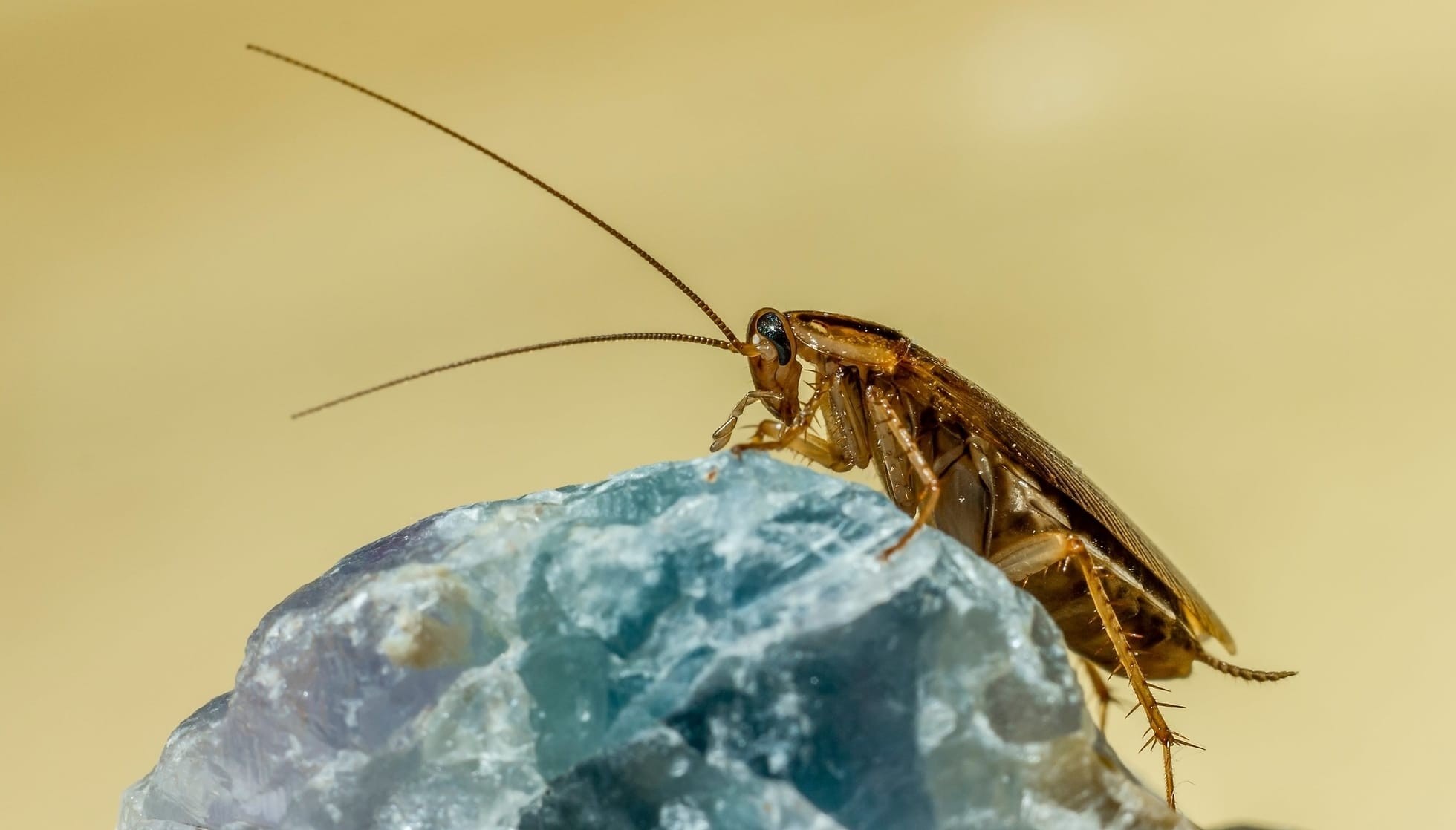 Fun German Cockroach Facts For Kids Kidadl