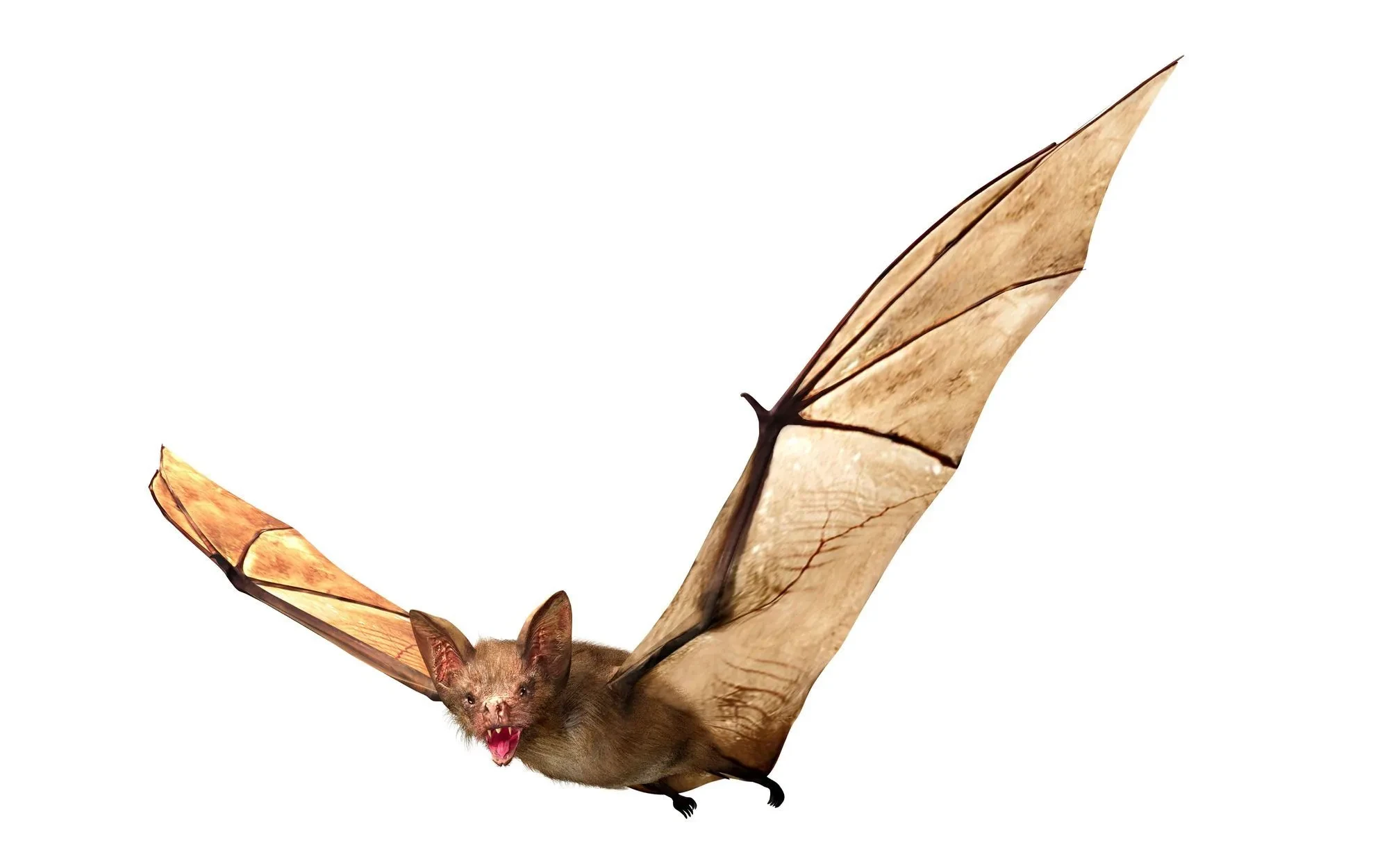 Fun White-winged Vampire Bat Facts For Kids | Kidadl
