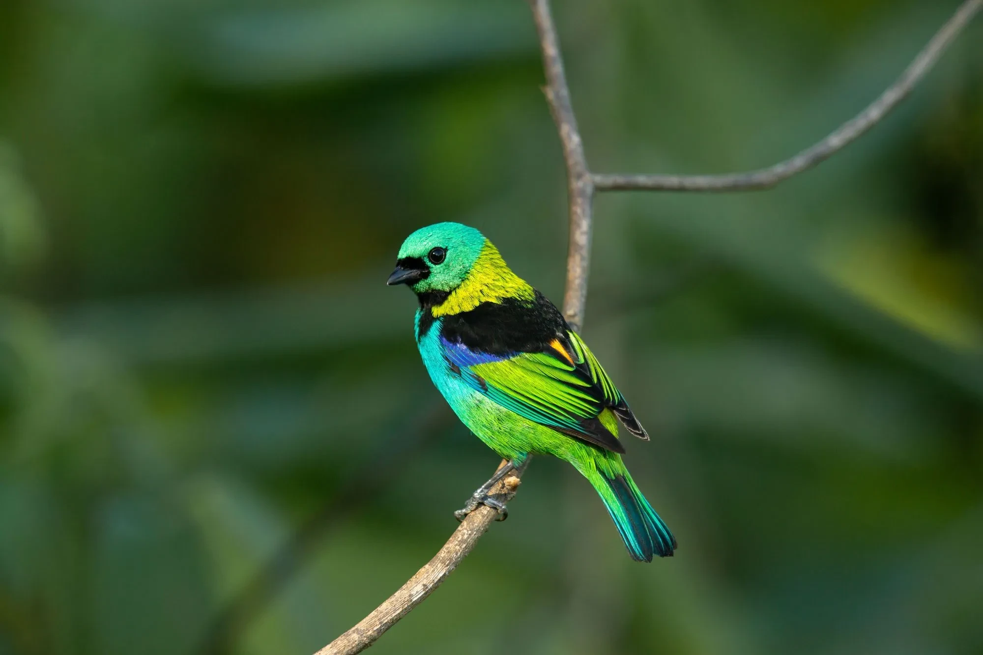 Fun Seven-colored Tanager Facts For Kids | Kidadl